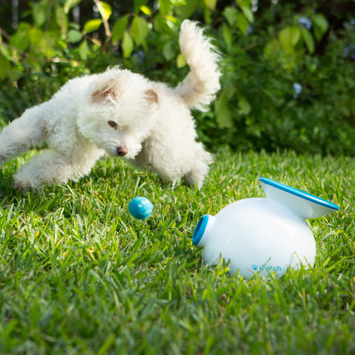 Ifetch mini automatic ball launcher hot sale dog toy